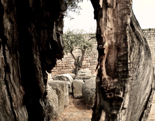 Olive trees in archaeological dig in Mérida, Spain. Photo © snobb.net